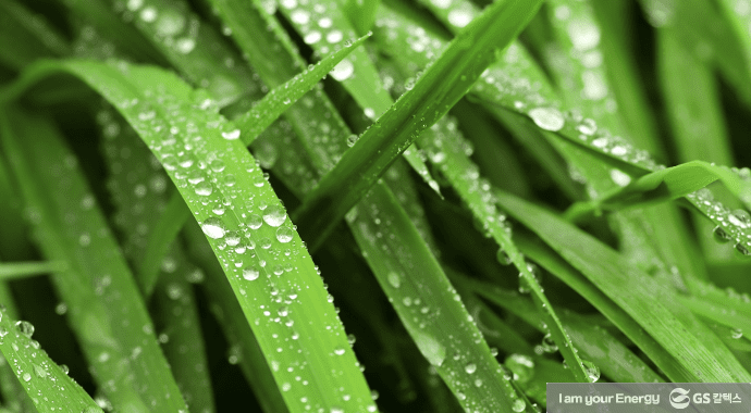 차세대 에너지원 이야기 1 – 바이오매스란 무엇인가? 1 차세대 에너지원 이야기 1 – 바이오매스란 무엇인가?