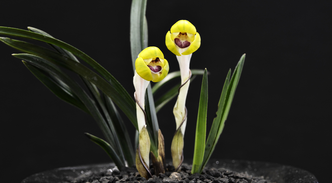 난 키우는 관리 방법과 동양난의 종류! | 20130204 01 00 life energy types of oriental orchids
