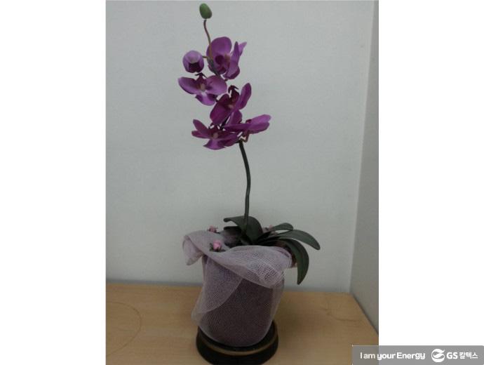 난 키우는 관리 방법과 동양난의 종류! 2 난 키우는 방법과 동양난의 종류