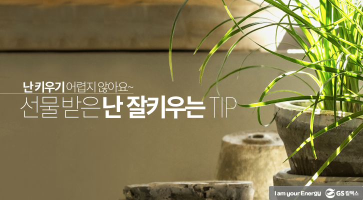 ‘난 키우기’ 어렵지 않아요! 선물 받은 난 잘 키우는 TIP 1 선물 받은 난 잘 키우는 팁