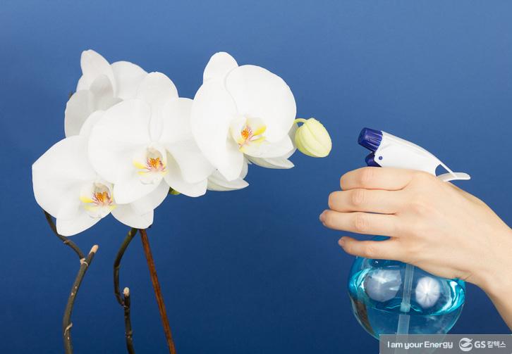 ‘난 키우기’ 어렵지 않아요! 선물 받은 난 잘 키우는 TIP 3 ‘난 키우기’ 어렵지 않아요! 선물 받은 난 잘 키우는 TIP | life energy tips for orchids 난 키우는 법 02