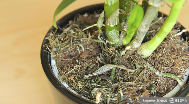 ‘난 키우기’ 어렵지 않아요! 선물 받은 난 잘 키우는 TIP 5 ‘난 키우기’ 어렵지 않아요! 선물 받은 난 잘 키우는 TIP | life energy tips for orchids 난 키우는 법 04 1