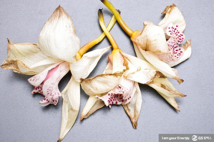 ‘난 키우기’ 어렵지 않아요! 선물 받은 난 잘 키우는 TIP 6 ‘난 키우기’ 어렵지 않아요! 선물 받은 난 잘 키우는 TIP | life energy tips for orchids 난 키우는 법 05