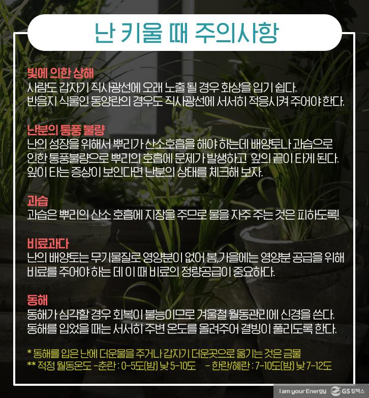 ‘난 키우기’ 어렵지 않아요! 선물 받은 난 잘 키우는 TIP 7 ‘난 키우기’ 어렵지 않아요! 선물 받은 난 잘 키우는 TIP | life energy tips for orchids 난 키우는 법 061