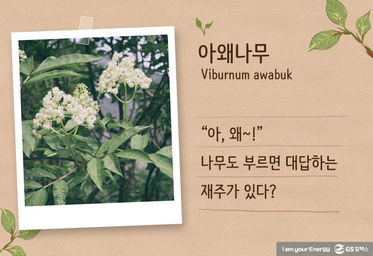 이 나무는 먼나무? 특이한 나무 이름 유래까지 쏙쏙! 3 이 나무는 먼나무? 특이한 나무 이름 유래까지 쏙쏙! | life energy origin of tree names tree01