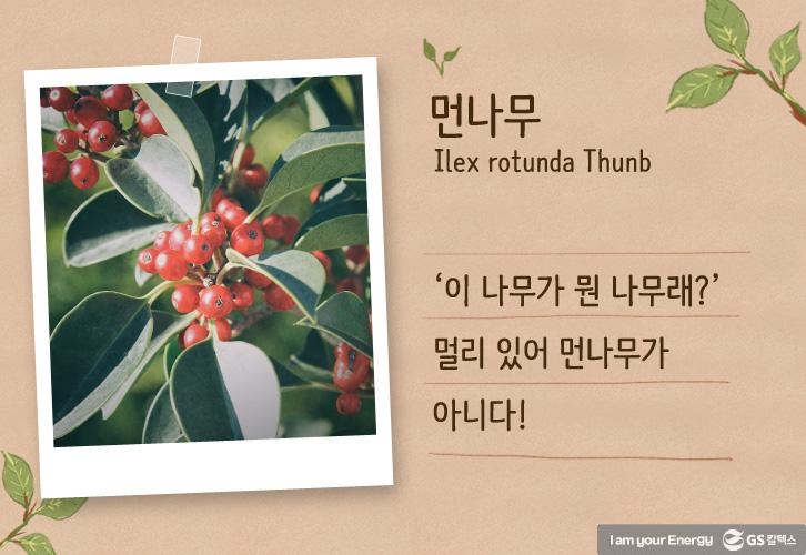 이 나무는 먼나무? 특이한 나무 이름 유래까지 쏙쏙! 4 이 나무는 먼나무? 특이한 나무 이름 유래까지 쏙쏙! | life energy origin of tree names tree02