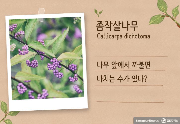 이 나무는 먼나무? 특이한 나무 이름 유래까지 쏙쏙! 5 이 나무는 먼나무? 특이한 나무 이름 유래까지 쏙쏙! | life energy origin of tree names tree03