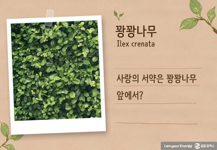 이 나무는 먼나무? 특이한 나무 이름 유래까지 쏙쏙! 6 이 나무는 먼나무? 특이한 나무 이름 유래까지 쏙쏙! | life energy origin of tree names tree04