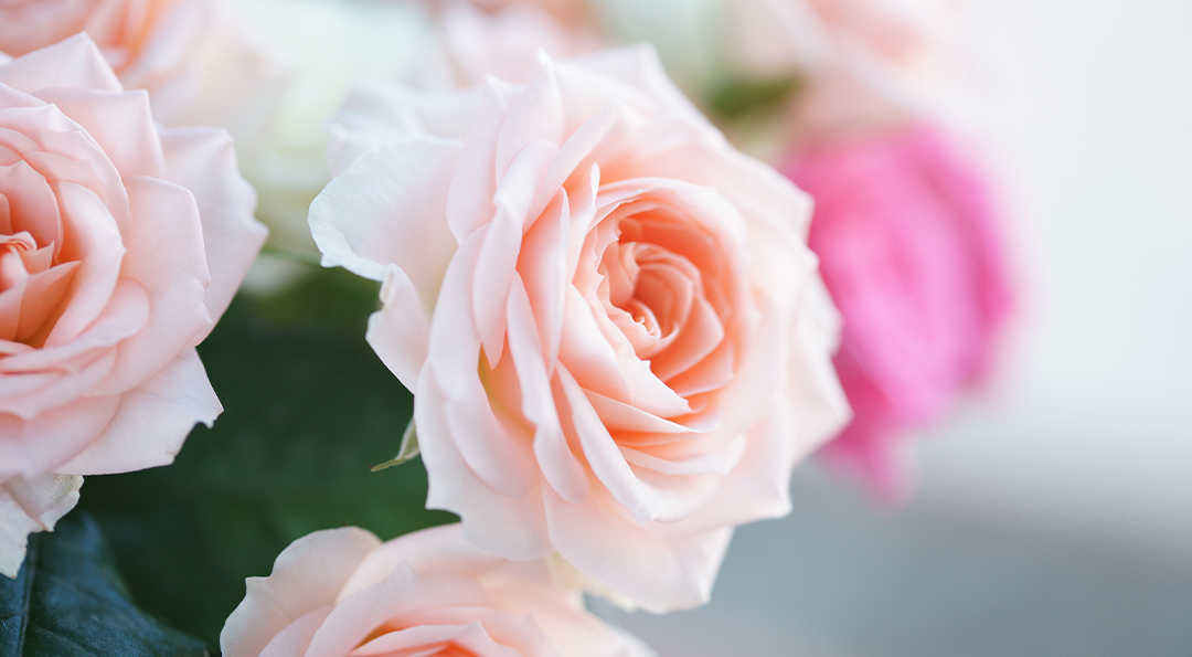 [생활 속 에너지] 로즈데이 장미 색깔 별 꽃말 | GSC MH the languaage of flowers rose color 20190514 00 1