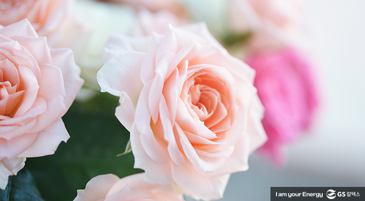 [생활 속 에너지] 로즈데이 장미 색깔 별 꽃말 | GS칼텍스 공식 블로그 : 미디어허브
