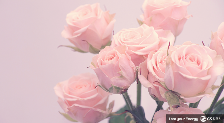 생활 속 에너지] 로즈데이 장미 색깔 별 꽃말 | Gs칼텍스 공식 블로그 : 미디어허브