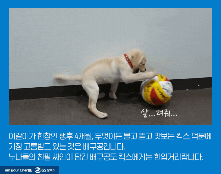 GS칼텍스서울Kixx배구단의 새 식구, 킥스(Kixx)를 소개합니다 GS칼텍스 공식 블로그 미디어허브