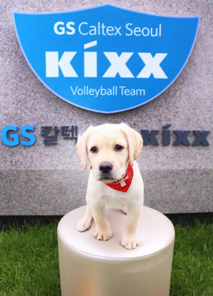 모두가 빛나 만든 정규리그 1위! V-리그 6라운드 하이라이트 12 모두가 빛나 만든 정규리그 1위! V-리그 6라운드 하이라이트 | GSC BS MH kixxvolleyballpoint 20201014 8 1