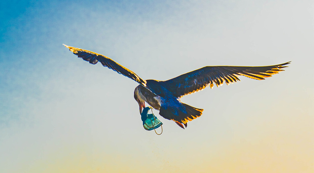 코로나19 시대의 필수품 마스크, 야생동물에겐 위협이 된다고? 4 코로나19 시대의 필수품 마스크, 야생동물에겐 위협이 된다고? | 20210120 02 04