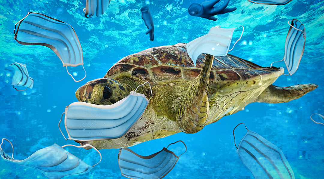 코로나19 시대의 필수품 마스크, 야생동물에겐 위협이 된다고? 6 코로나19 시대의 필수품 마스크, 야생동물에겐 위협이 된다고? | 20210120 02 06