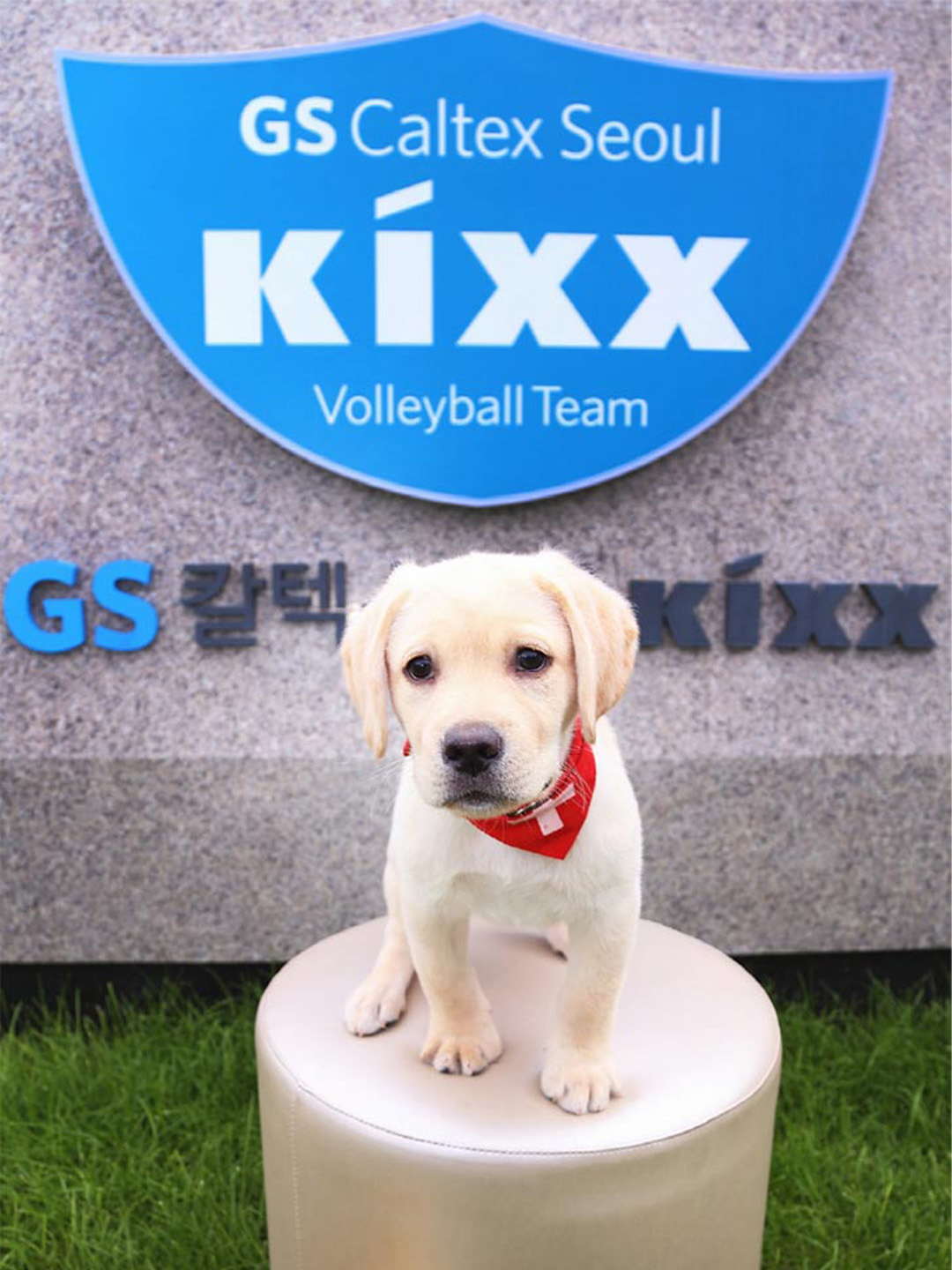 젊은 팀의 패기가 돋보였던 GS칼텍스서울Kixx배구단 3라운드 하이라이트! 12 GS칼텍스서울Kixx배구단의 일상이 궁금하다면?