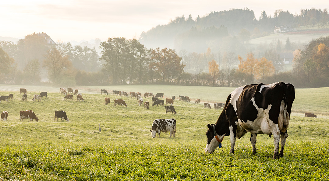 3D프린터로 음식을 만든다? 식물처럼 배양하는 실험실 고기까지! 미래 먹거리 이야기 3 3D프린터로 음식을 만든다? 식물처럼 배양하는 실험실 고기까지! 미래 먹거리 이야기 | 20210914 01 02