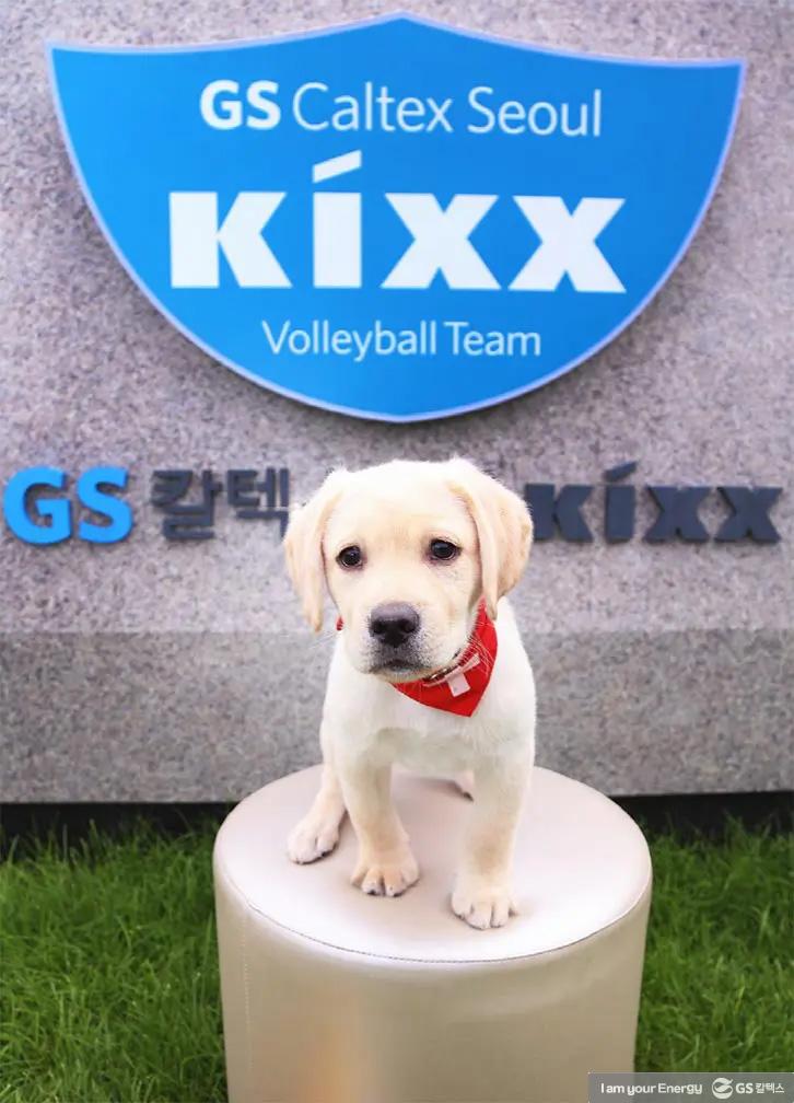 GS칼텍스만의 색으로 분위기 반등! V-리그 5라운드 하이라이트 8 GS칼텍스만의 색으로 분위기 반등! V-리그 5라운드 하이라이트 | GSC BS MH kixxvolleyballpoint 20201014 8 1 2