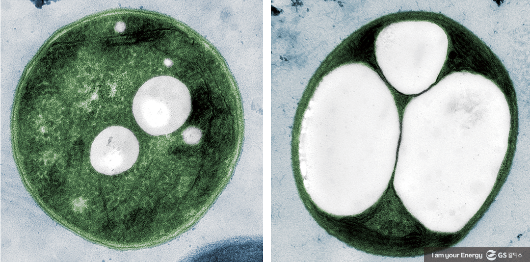 에너지·화학 산업에 불어온 ‘흰 물결’ 화이트바이오 2 에너지·화학 산업에 불어온 ‘흰 물결’ 화이트바이오